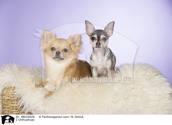 2 Chihuahuas / NN-03629