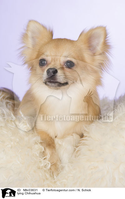 lying Chihuahua / NN-03631