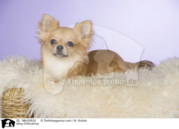 lying Chihuahua / NN-03632