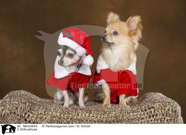 2 Chihuahuas / 2 Chihuahuas / NN-03640