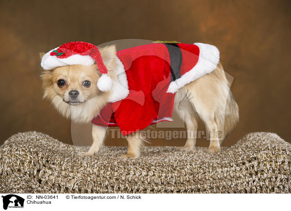 Chihuahua / NN-03641