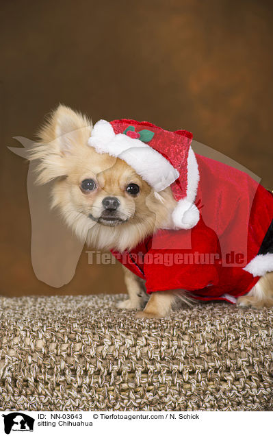sitting Chihuahua / NN-03643