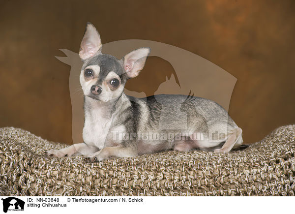 sitting Chihuahua / NN-03648