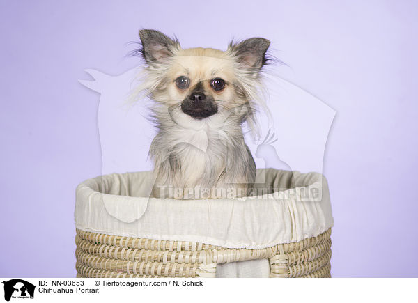 Chihuahua Portrait / NN-03653