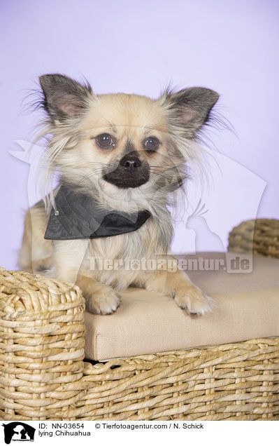 lying Chihuahua / NN-03654