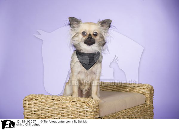 sitzender Chihuahua / sitting Chihuahua / NN-03657