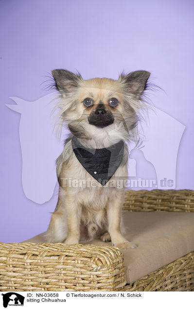 sitting Chihuahua / NN-03658