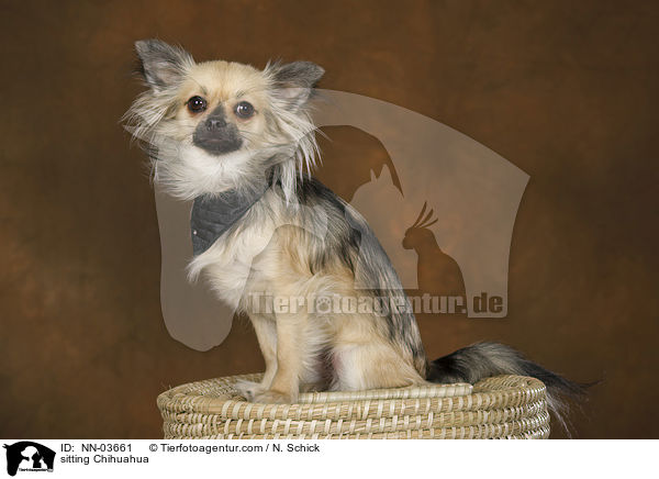 sitting Chihuahua / NN-03661