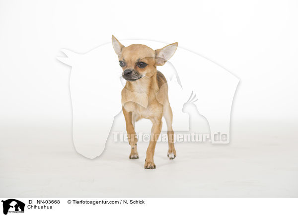 Chihuahua / NN-03668