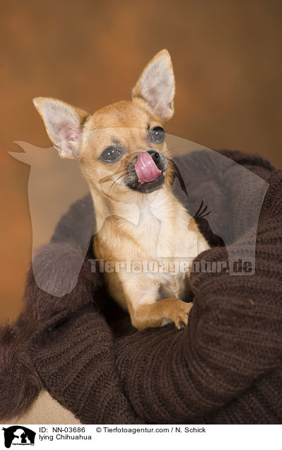 lying Chihuahua / NN-03686