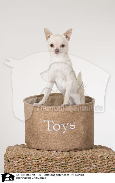 shorthaired Chihuahua / NN-05379