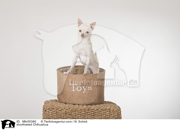 shorthaired Chihuahua / NN-05380