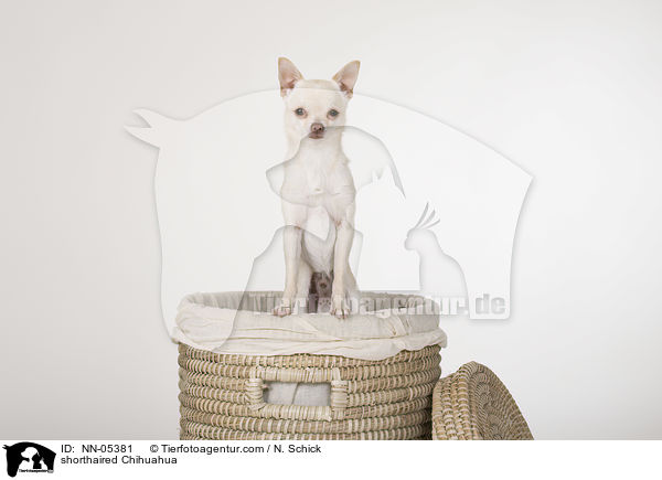 shorthaired Chihuahua / NN-05381