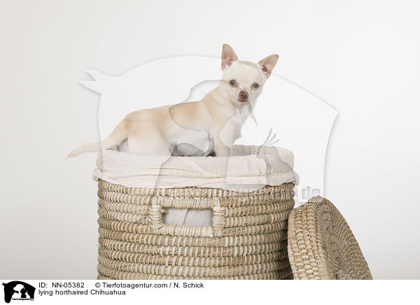 lying horthaired Chihuahua / NN-05382