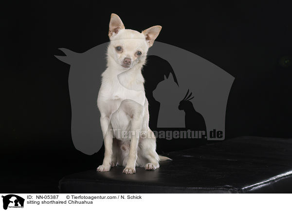 sitting shorthaired Chihuahua / NN-05387