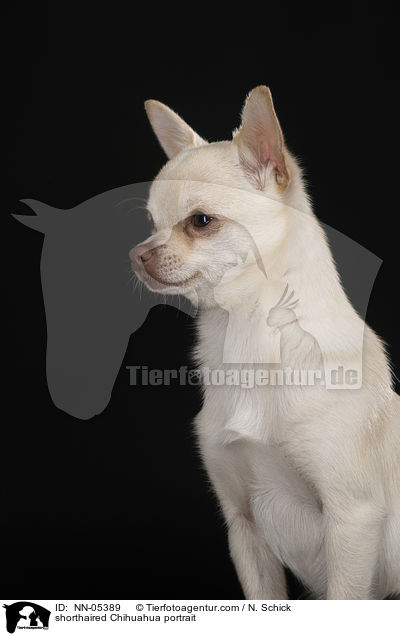 shorthaired Chihuahua portrait / NN-05389