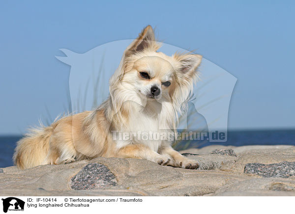 lying longhaired Chihuahua / IF-10414