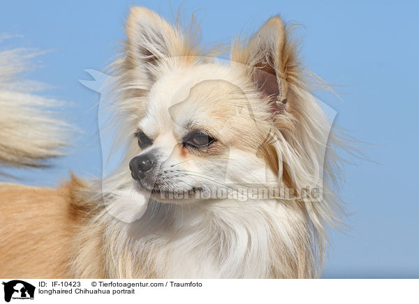 longhaired Chihuahua portrait / IF-10423