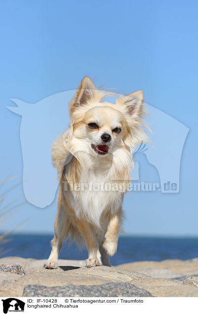 longhaired Chihuahua / IF-10428