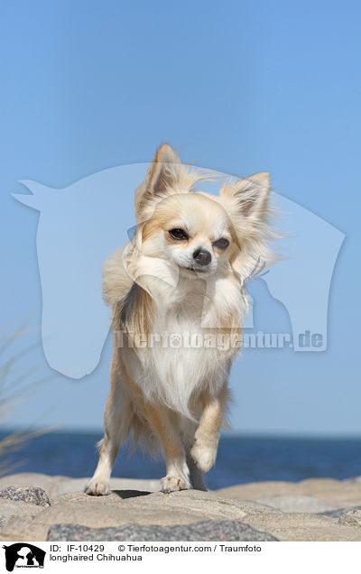 longhaired Chihuahua / IF-10429