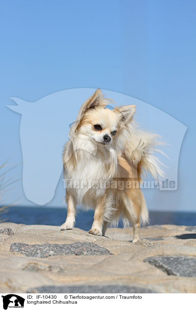 longhaired Chihuahua / IF-10430