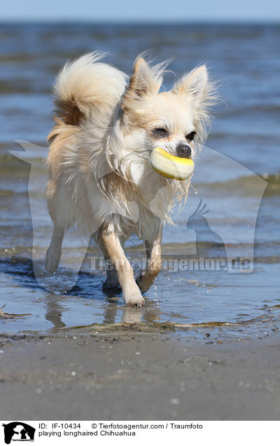playing longhaired Chihuahua / IF-10434