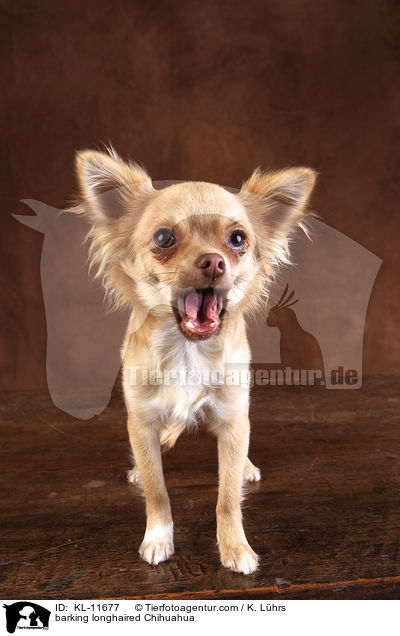 barking longhaired Chihuahua / KL-11677