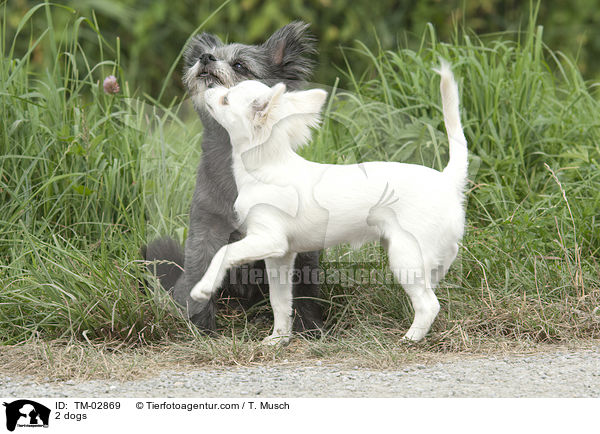 2 dogs / TM-02869