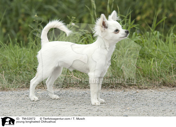 young longhaired Chihuahua / TM-02872