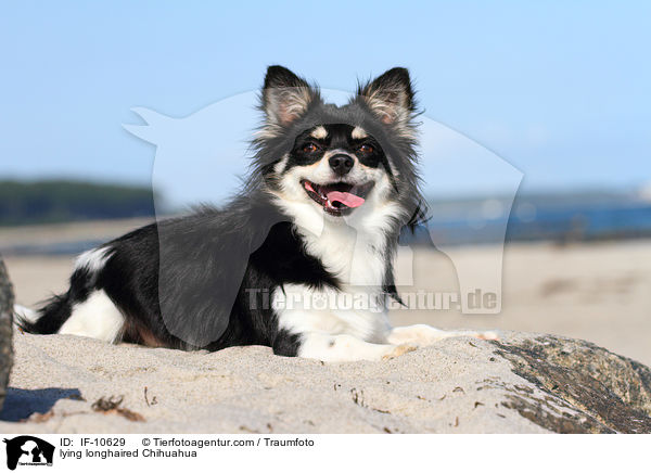 lying longhaired Chihuahua / IF-10629