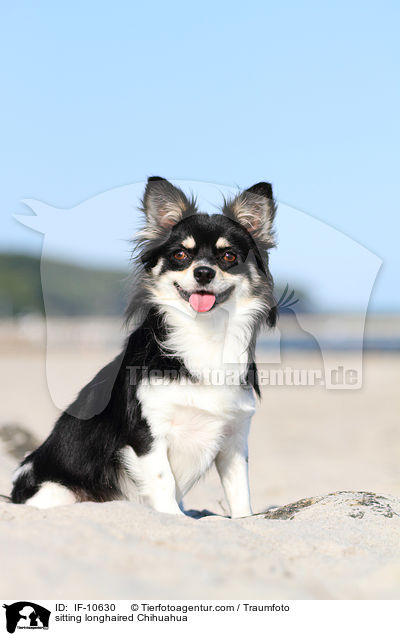 sitting longhaired Chihuahua / IF-10630