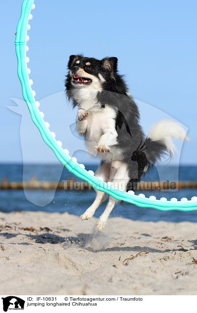 jumping longhaired Chihuahua / IF-10631