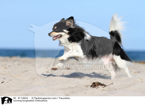 running longhaired Chihuahua / IF-10634