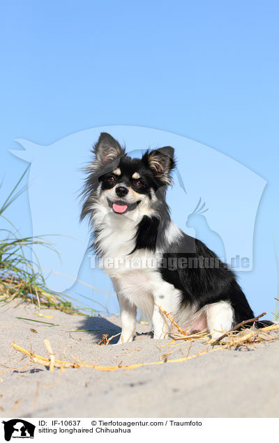 sitting longhaired Chihuahua / IF-10637