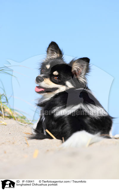 longhaired Chihuahua portrait / IF-10641
