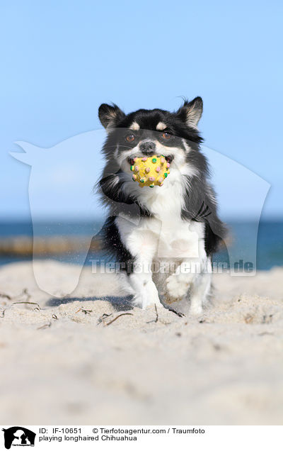 playing longhaired Chihuahua / IF-10651