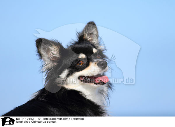 longhaired Chihuahua portrait / IF-10653