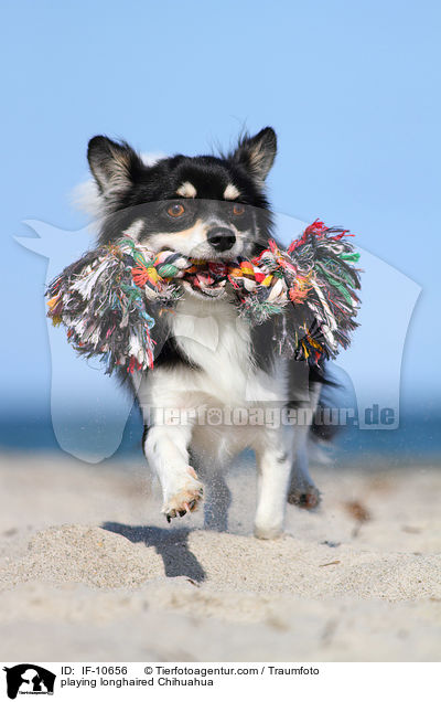 playing longhaired Chihuahua / IF-10656