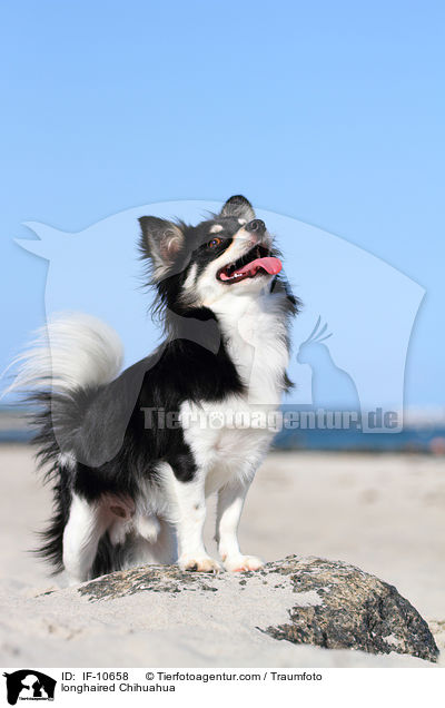 longhaired Chihuahua / IF-10658