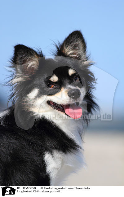 longhaired Chihuahua portrait / IF-10659