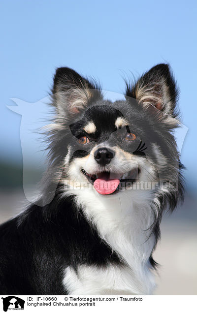 longhaired Chihuahua portrait / IF-10660