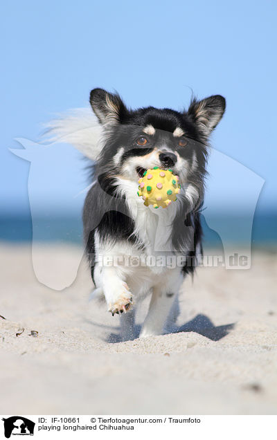 playing longhaired Chihuahua / IF-10661