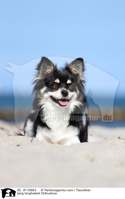 lying longhaired Chihuahua / IF-10663