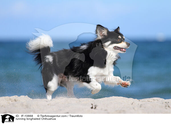 running longhaired Chihuahua / IF-10668