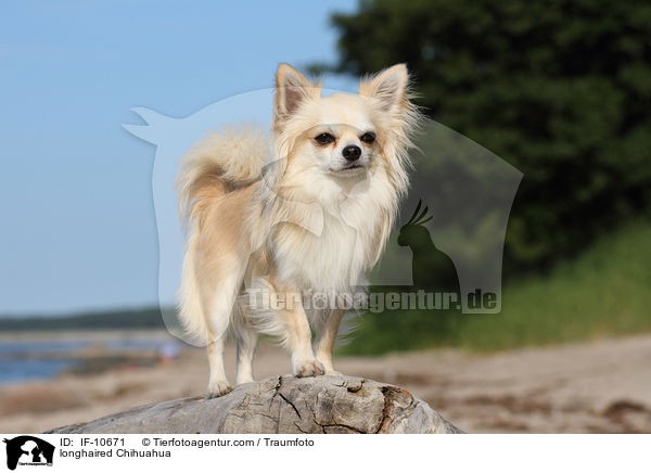 longhaired Chihuahua / IF-10671
