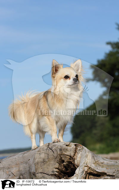 longhaired Chihuahua / IF-10672
