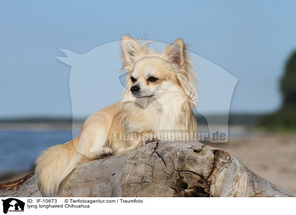 lying longhaired Chihuahua / IF-10673