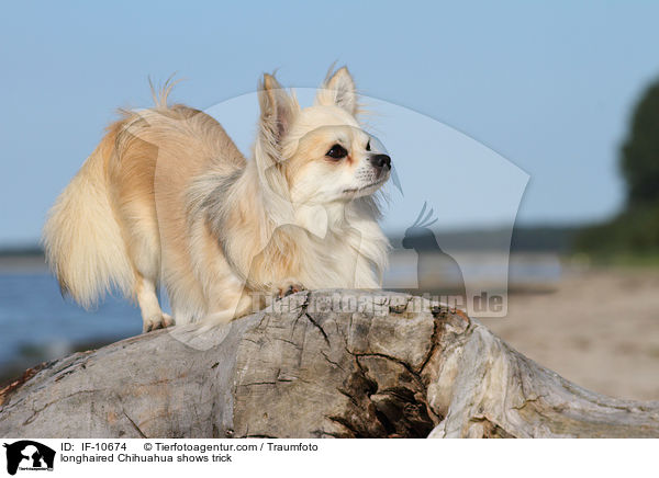 longhaired Chihuahua shows trick / IF-10674