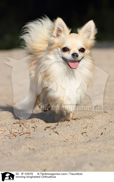 running longhaired Chihuahua / IF-10676