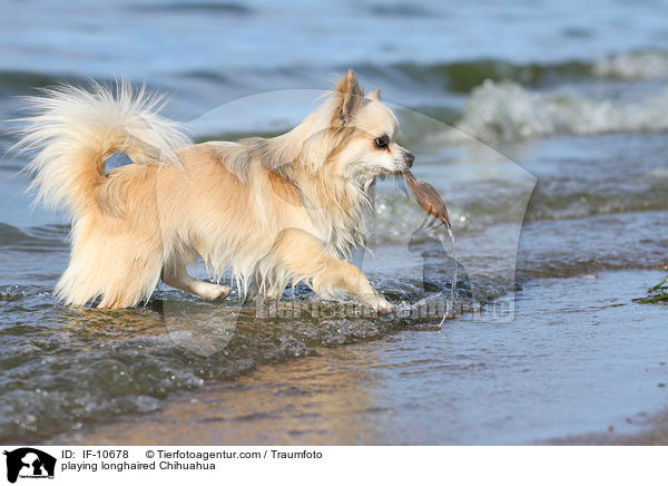 playing longhaired Chihuahua / IF-10678
